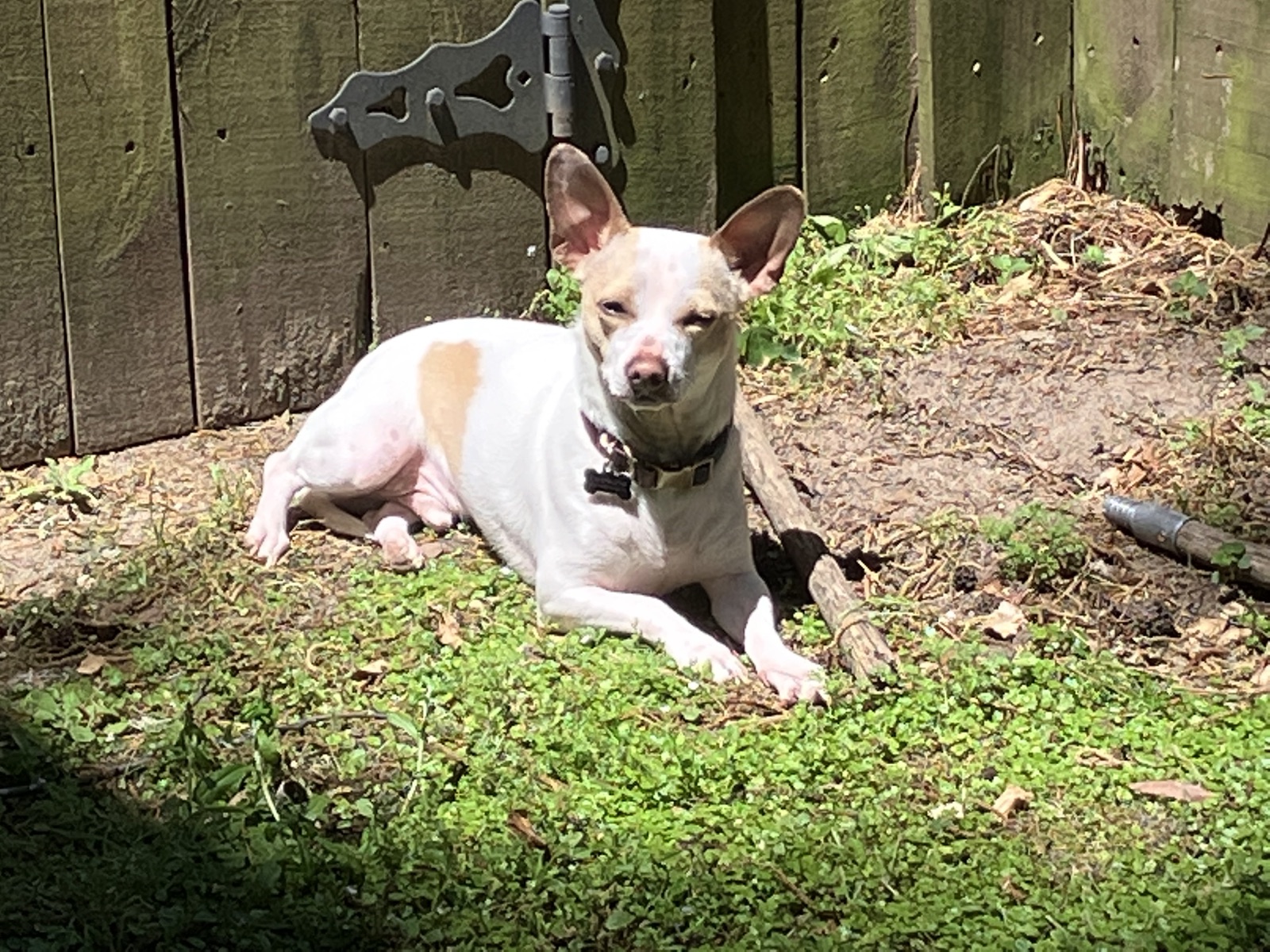 Frankie enjoying a sunny patch of grass