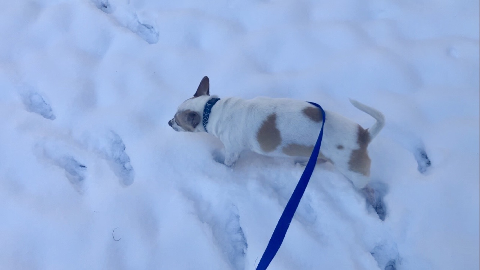 Frankie investigating fresh snow