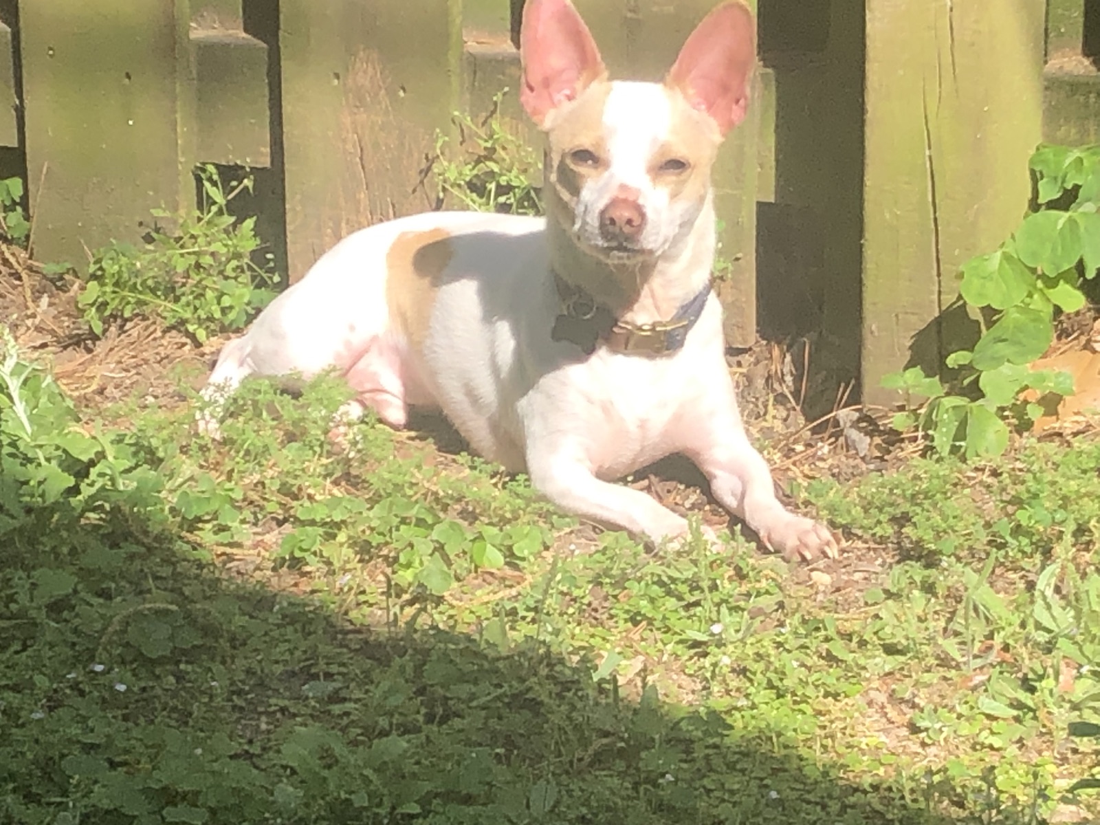 Frankie resting peacefully in warm sunlight